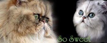 cattery So Sweet
