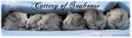 snubnose