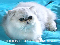 bambino