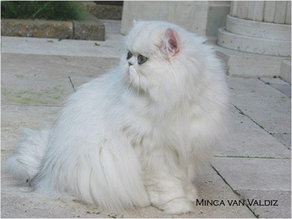 minca