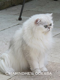 odessa