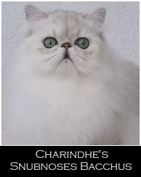 Snubnoses Bacchus