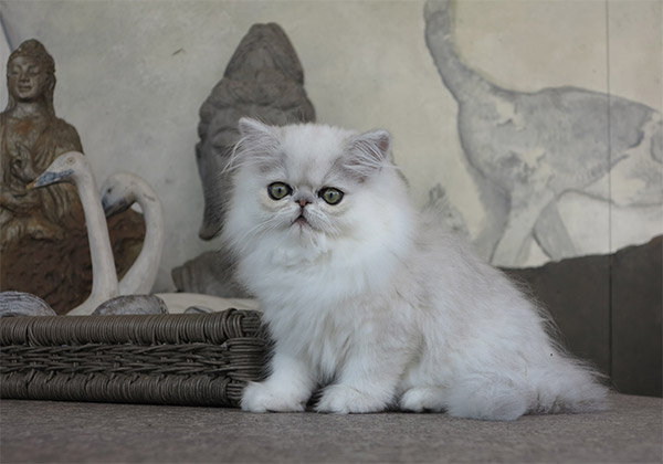 Kitten 
