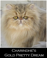 Charindhe's Gold Pretty Dream