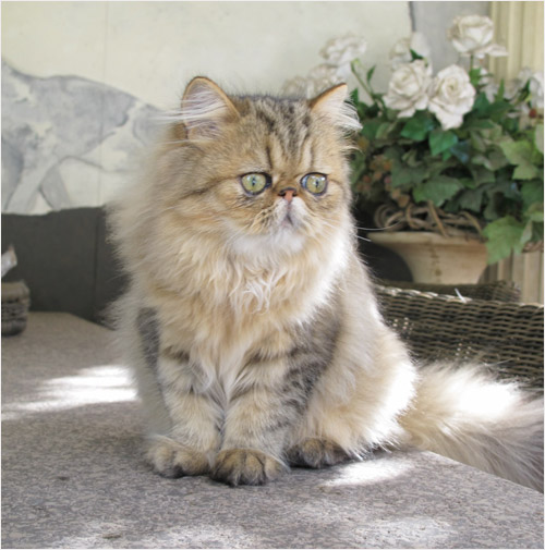 Bijou