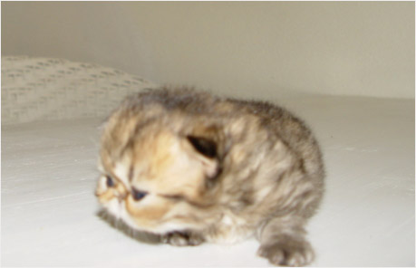 Bijou