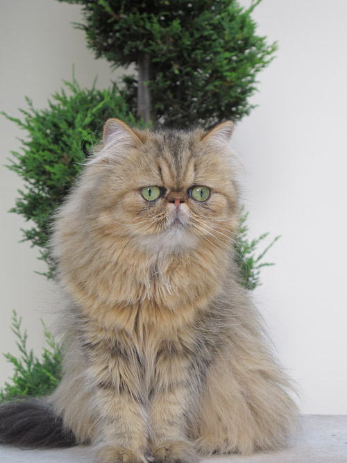 Bijou