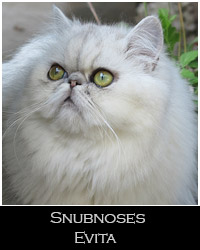 Snubnoses Evita