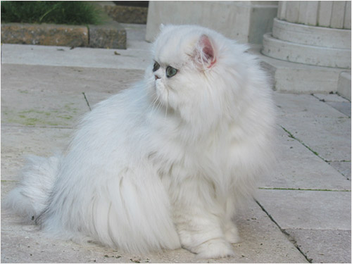 minca